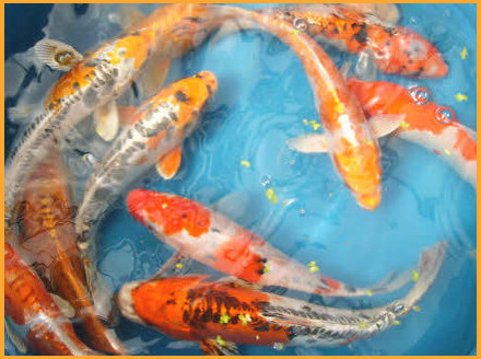 A selection of our colourful Koi fish.
