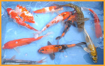 Koi Carp Type 2.