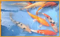Koi Carp Type 3.