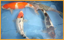 Koi Carp Type 4.