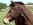 Dartmoor pony.